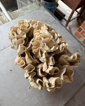 Coralli di vario tipo