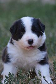 Border Collie cuccioli