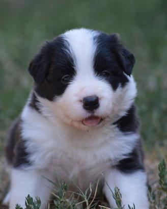 Border Collie cuccioli