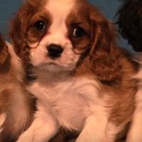 Cavalier King Charles spaniel
