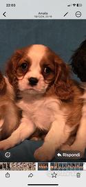 Cavalier King Charles spaniel