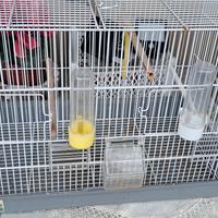 gabbia per uccelli