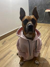 Pitbull senza pedigree