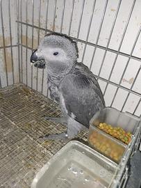 Pappagallo cenerino docilissimo