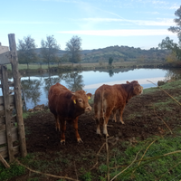 Bovini da carne