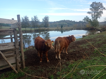 Bovini da carne