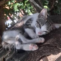 Gattina