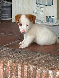 Cuccioli di jack russel