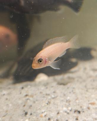 Ciclidi arancioni