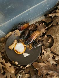 Blatte giganti del Madagascar