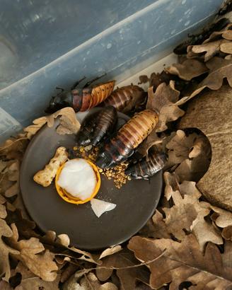 Blatte giganti del Madagascar