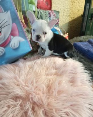 Bouledogue Francese uno spettoacolo