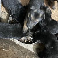 Cuccioli pastore tedesco