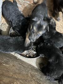 Cuccioli pastore tedesco