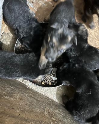 Cuccioli pastore tedesco