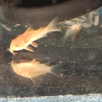 Corydoras sterbai albini