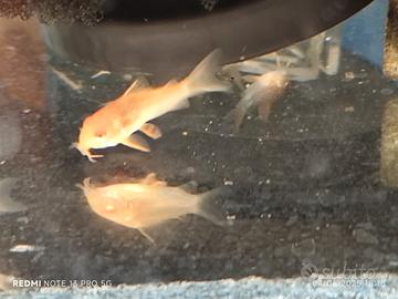Corydoras sterbai albini