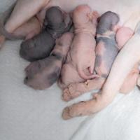 Dolcissimi cuccioli di Sphynx