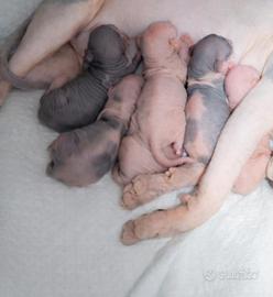 Dolcissimi cuccioli di Sphynx