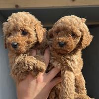 Barboncini toy maschietti