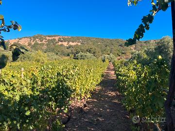 Vigna con orto