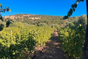 Vigna con orto
