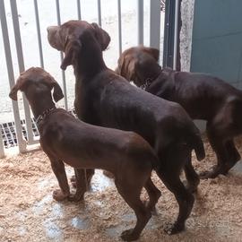 Bracco Tedesco per tartufo