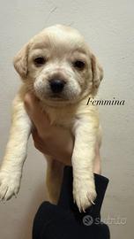 Cuccioli di cane