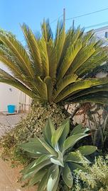 splendida  Cycas 25 anni 1.60cm...