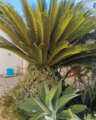 splendida  Cycas 25 anni 1.60cm...
