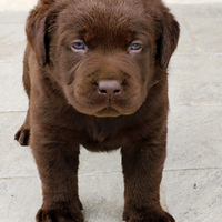 Labrador chocolate