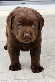 Labrador chocolate