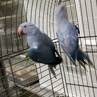 Coppia collare Viola pezzata