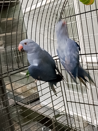 Coppia collare Viola pezzata