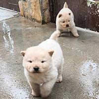 Cani Chow chow