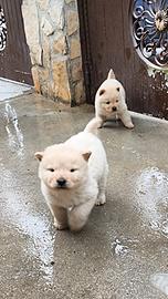 Cani Chow chow