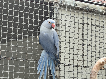 Parrocchetti dal collare