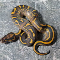 Pitone reale vari morph