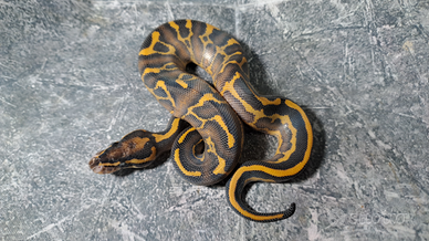 Pitone reale vari morph