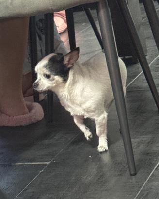 Chihuahua