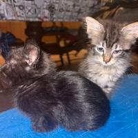 Gattini 2 mesi e mezzo
