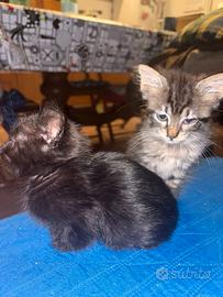 Gattini 2 mesi e mezzo