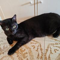 Gatto nero