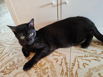 Gatto nero