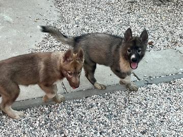 Cuccioli di Siberian Husky con pedigree