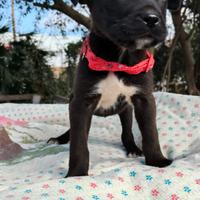Cuccioli taglia medio piccola