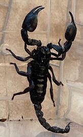 Scorpione heterometrus silenus