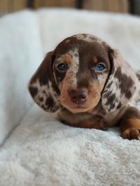 Bassotto cucciolo
