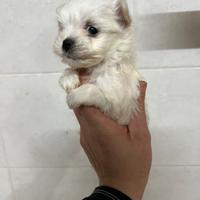 Cuccioli di maltese