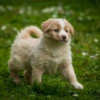 Cuccioli Border collie Golden